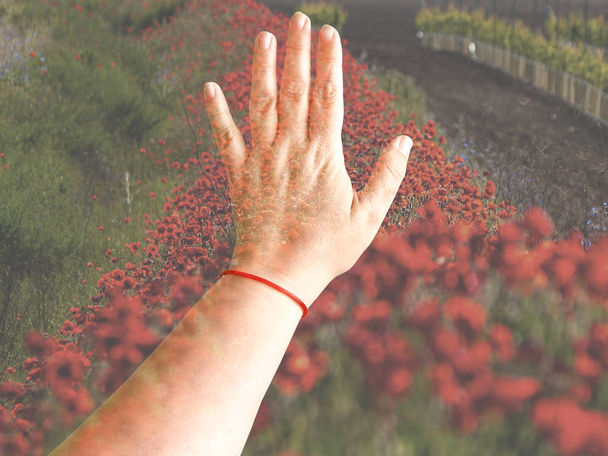 Dubbele blootstelling van één vrouw hand aanraken van een veld in het voorjaar - Foto, afbeelding