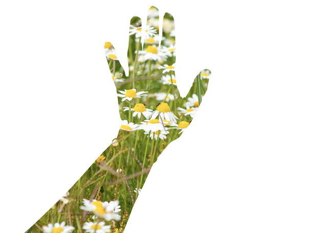 Podwójnej ekspozycji, jedna kobieta dłoni dotykając pola z daisy kwiaty wiosną - Zdjęcie, obraz