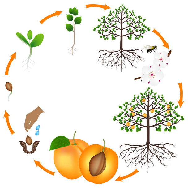 Levenscyclus van abrikoos boom op een witte achtergrond. - Vector, afbeelding