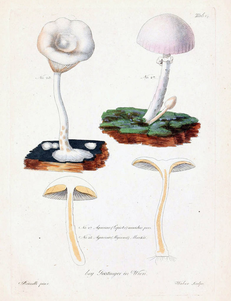 Ilustracja z grzybami. Stary obraz - Zdjęcie, obraz