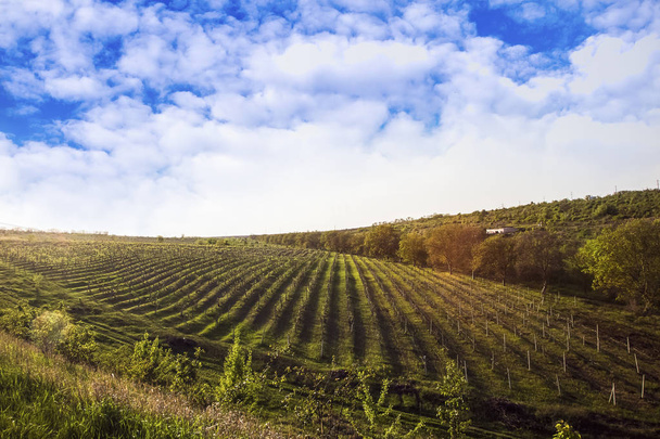 campo con uvas contra el hermoso cielo
 - Foto, Imagen