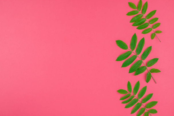 Patrón de vista superior plano creativo con hojas de rowan verde fresco sobre fondo rosa brillante con espacio de copia en estilo de arte pop duotone mínimo, plantilla de marco para texto
 - Foto, imagen