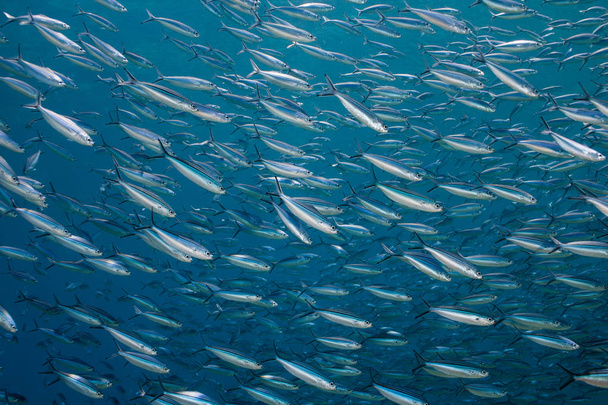 La Fusiliera striata (Caesio striata) è un piccolo pesce argentato con strisce chiare sul dorso che nuota in una scuola
. - Foto, immagini