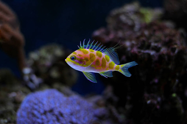 Borbonius Anthias dans un aquarium récifal corallien
 - Photo, image