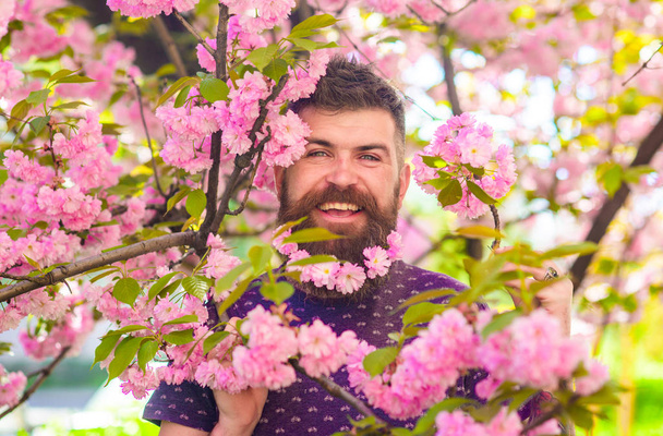 Man with beard and mustache on happy face near pink flowers. Bearded man with fresh haircut with bloom of sakura on background. Hipster with sakura blossom in beard. Unity with nature concept - 写真・画像