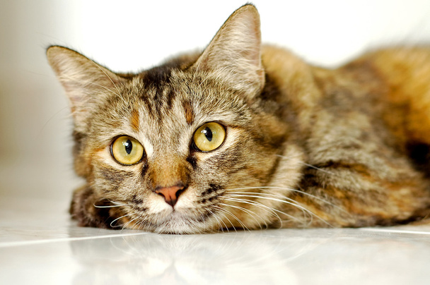 světle hnědá kočka - Fotografie, Obrázek
