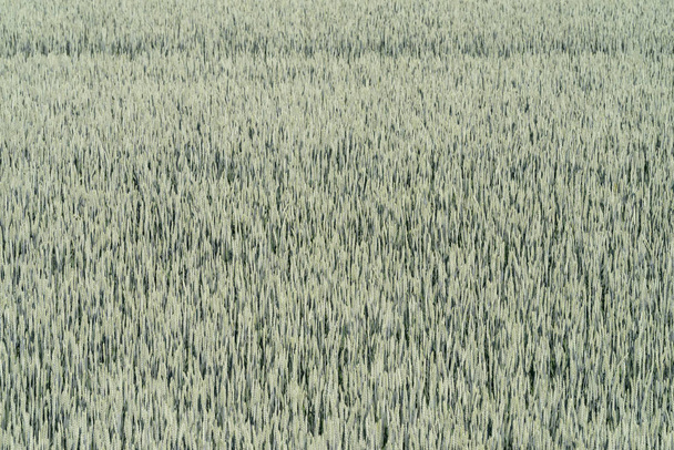Zelená pšenice za měsíc před sklizní - Fotografie, Obrázek