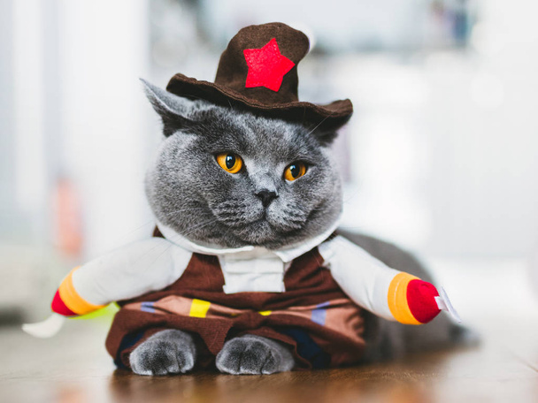 Rasechte kat draagt grappig kostuum, op tafel te leggen. Britse korthaar. - Foto, afbeelding