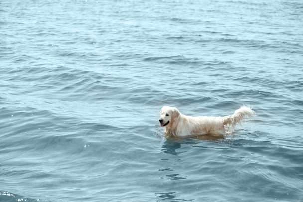 high angle view of golden retriever standing in sea  - Foto, afbeelding