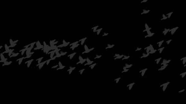 4k fliegende Vögel Silhouette. - Filmmaterial, Video