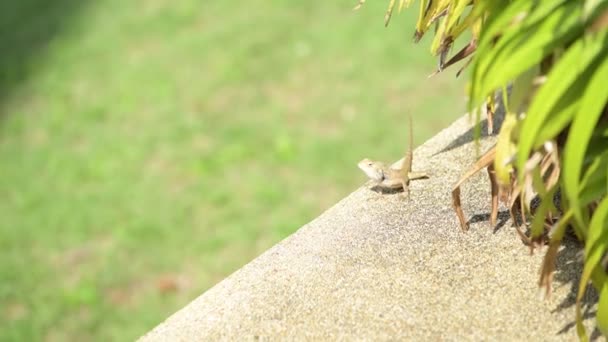 Vakondgyíkfélék, mint hüllők él a fa alatt fekszik a padlón reggel - Felvétel, videó