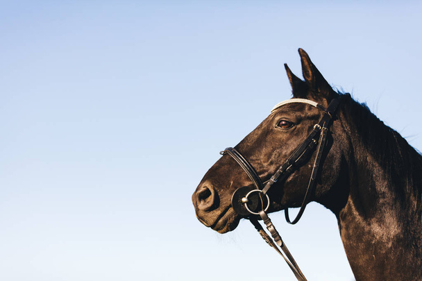 Portrait of wild sable horse on sky background in close-up. - Foto, Imagem