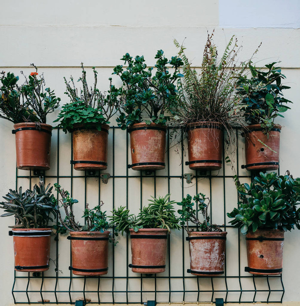 Many pots with plants on the outside wall of the house for decoration - Foto, Bild