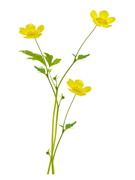 Yellow wildflowers buttercup isolated on white background. - Photo, Image