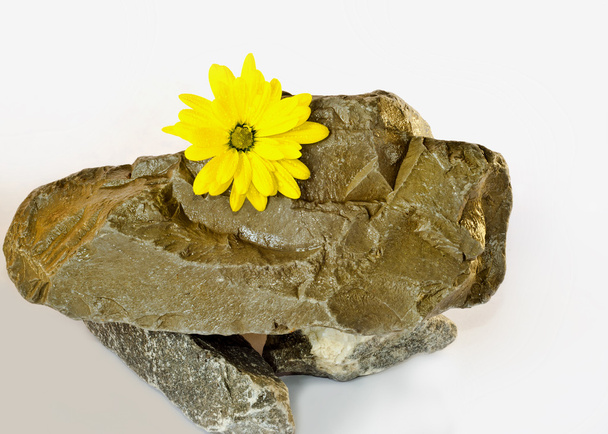 μια τρυφερή κίτρινο λουλούδι βρίσκεται στην άγρια φυσικές πέτρες σε ένα λευκό ΒΑ - Φωτογραφία, εικόνα