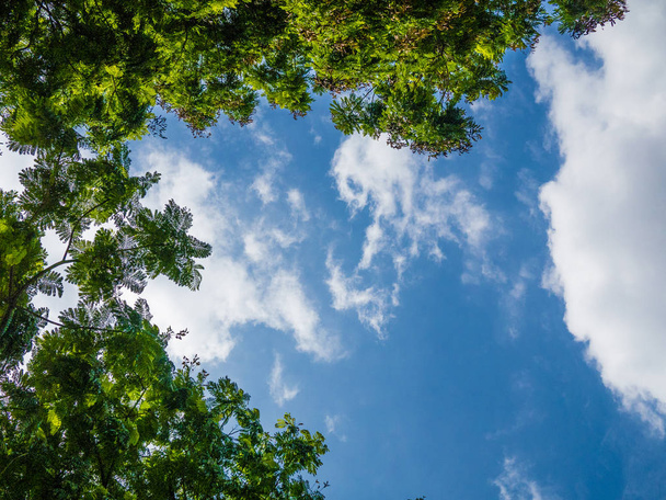 μπλε ουρανό μέρα με ένα δέντρο - Φωτογραφία, εικόνα