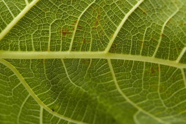 Λεπτομέρεια από το οπίσθιο φωτισμό υφή και το σχέδιο ενός φυτού φύλλο συκής, ασθένειες των φυτών - Φωτογραφία, εικόνα