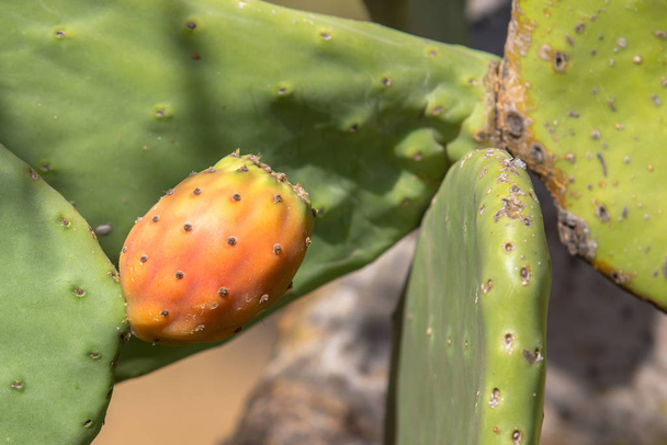 Cacto Opuntia com frutos maduros
 - Foto, Imagem