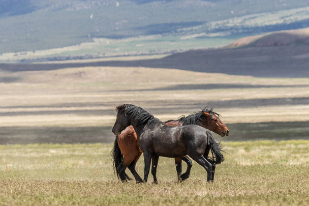 pár divokých koní hřebců boj - Fotografie, Obrázek