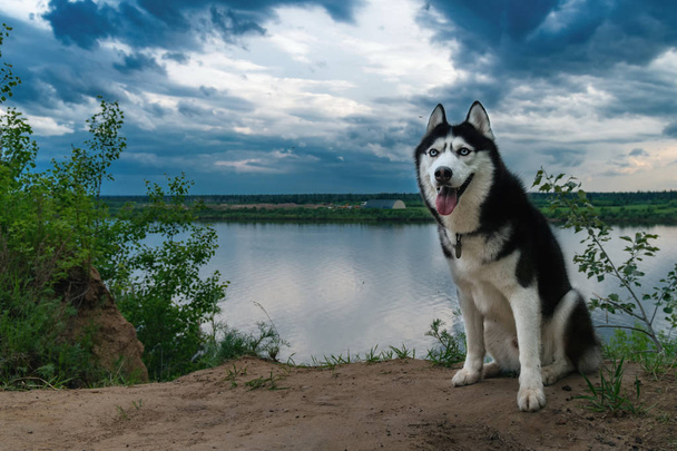 Siberian husky portrait. Husky dog with blue eyes sits on the river bank in the background of clouds. Dramatic summer landscape. - Foto, Bild