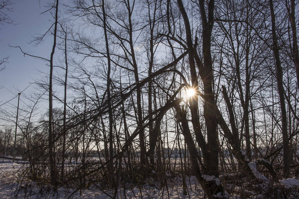 De zon schijnt door de kale takken van een boom op een heldere winterdag, vorming van een ster - Foto, afbeelding