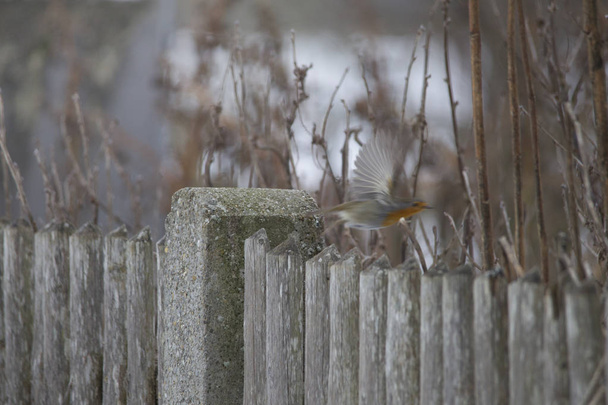 Robin voa de uma cerca de madeira com postes de vedação
 - Foto, Imagem