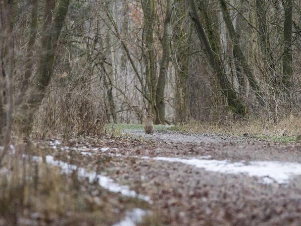 Una liebre se sienta en un camino forestal con los restos de nieve y mira directamente a los arbustos
 - Foto, imagen