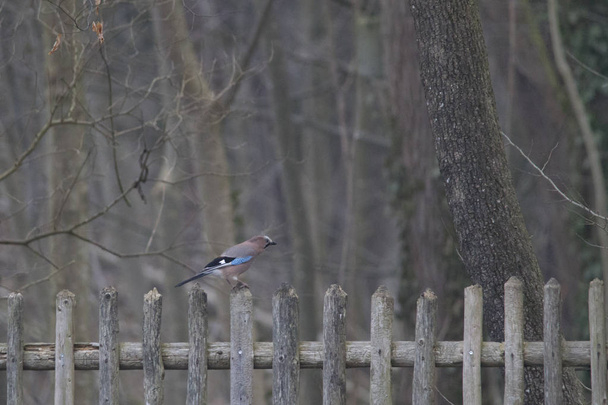 Голубая сойка сидит на деревянном заборе перед лесистой местностью
 - Фото, изображение