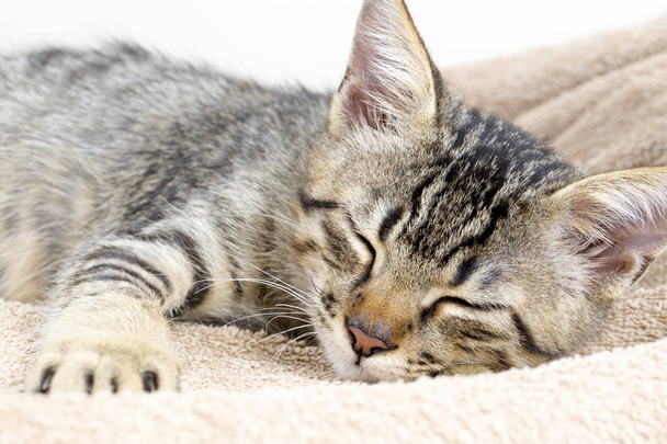 Χαριτωμένο γατάκι γάτα νιαούρισμα - Φωτογραφία, εικόνα