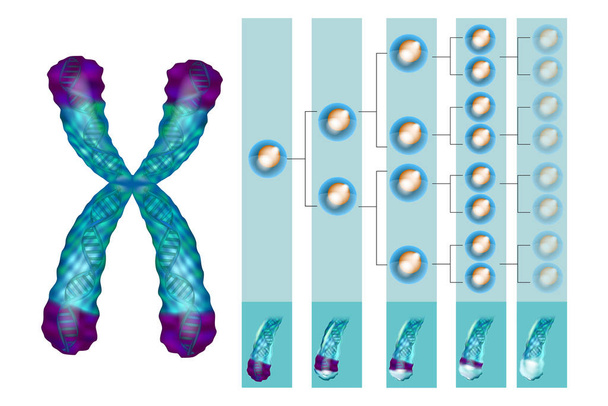 Illustration showing the position of telomeres at the end of our chromosomes. Telomere shortening - with every cell division and during different pathological processes. - Vector, Image