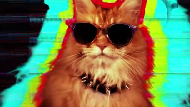 όμορφη δροσερή ντίσκο γάτα με γυαλιά ηλίου - Πλάνα, βίντεο