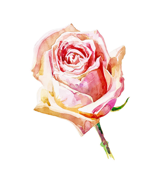 decorative hand painting of rose isolated on white - ベクター画像