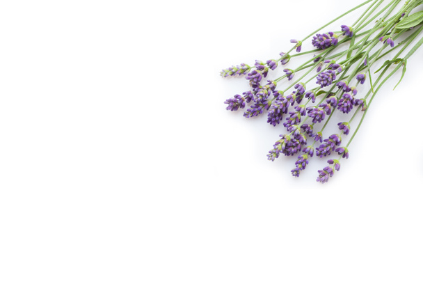 galhos de flores de lavanda fresca violeta isolado no fundo branco, close-up
  - Foto, Imagem
