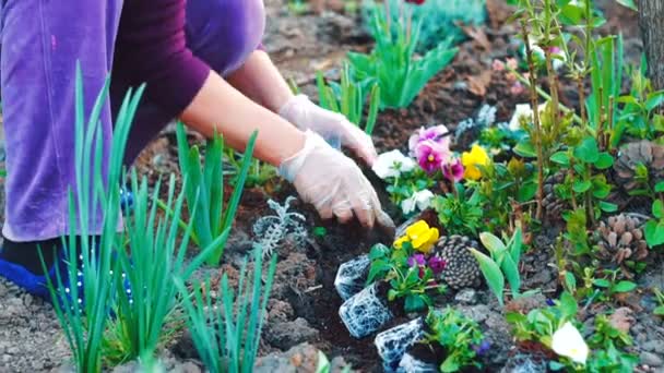 close shot of a woman planting flowes in her garden - Footage, Video