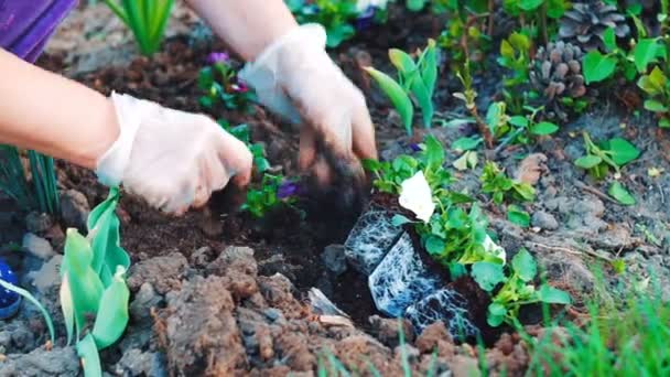 tiro de cerca de una mujer plantando flujos en su jardín
 - Metraje, vídeo