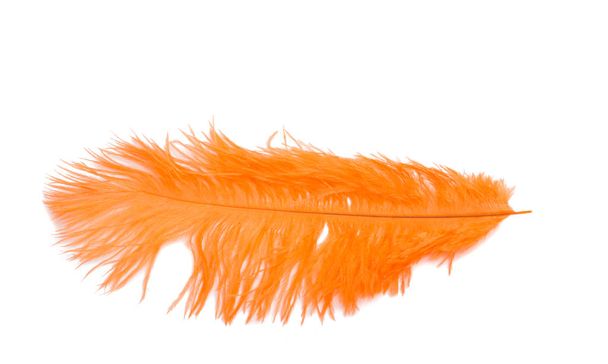fluffy feather in orange color isolated on the white - Фото, изображение