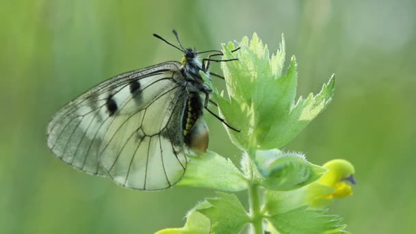 Pillangó a természetben kora reggel - Felvétel, videó