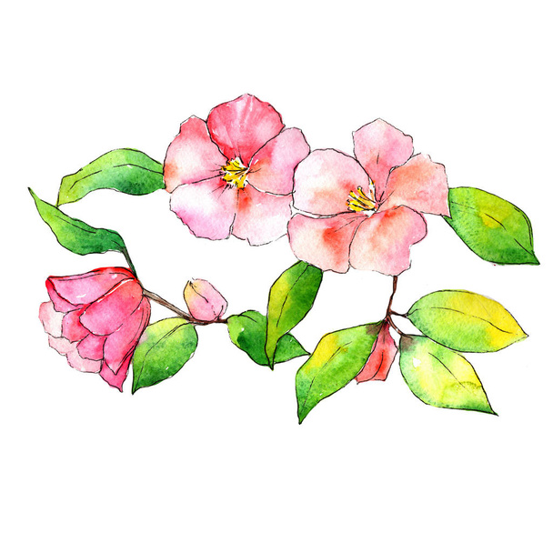 Roze camellia. Floral botanische bloem. Wild voorjaar blad wildflower geïsoleerd. - Foto, afbeelding