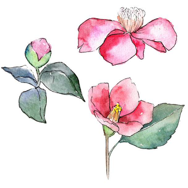 Розовая камелия. Цветочный ботанический цветок. Изолированный дикий весенний цветок
. - Фото, изображение
