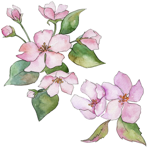 Pink cherry blossoms. Floral botanical flower. Wild spring leaf wildflower isolated. - Photo, Image