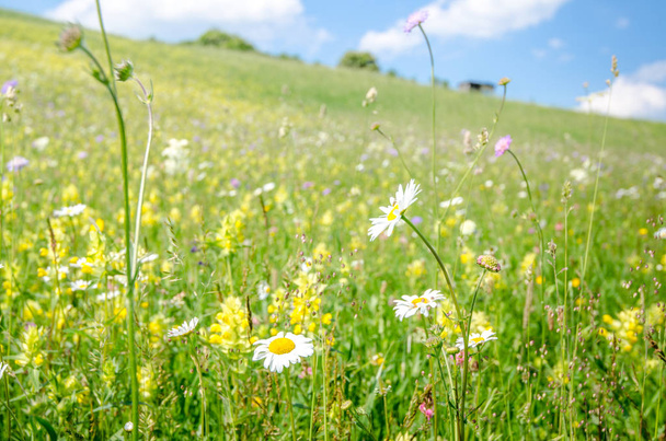 Daisies y muchas otras flores silvestres de verano en un día soleado con un hermoso y tranquilo aspecto vibrante. - Foto, Imagen