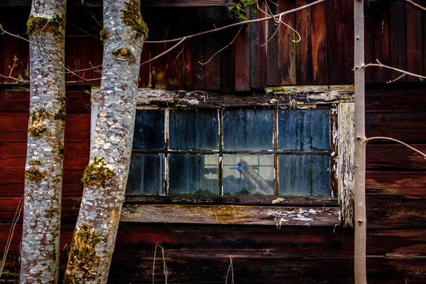 Old window on red house with trees outside - Foto, Bild