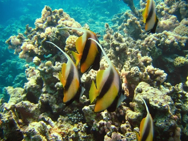 kleine tropische Fischschwärme an Korallenriffen Unterwasserwelt Flora und Fauna des Roten Meeres - Foto, Bild