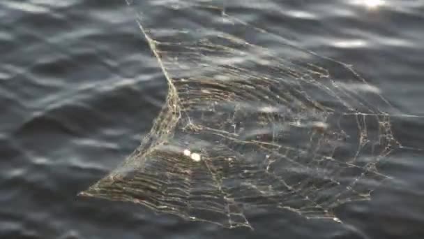 Spider Web On The Water Background Summer. - Felvétel, videó