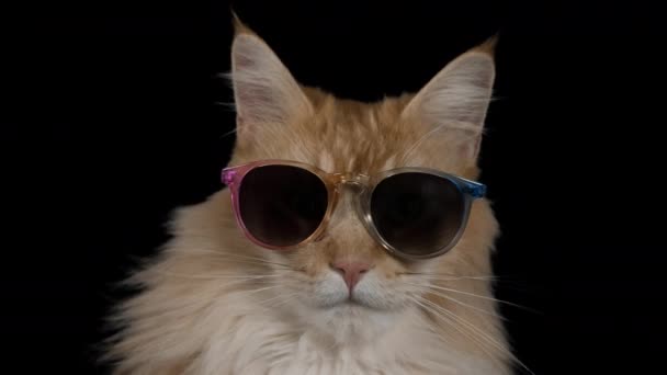 güneş gözlüğü ile güzel serin disko kedi - Video, Çekim