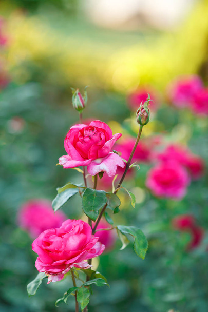 Rózsaszín halvány rózsa bokor, nyári kert és park természet háttérhez képest. Rózsa-kert, kültéri, a napsütés és a bokeh - Fotó, kép