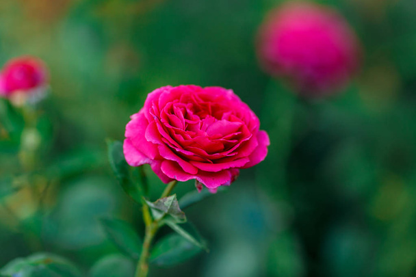 Rosa rosas pálidas arbusto sobre el jardín de verano o el fondo de la naturaleza parque. Jardín de rosas, al aire libre con sol y bokeh
 - Foto, imagen
