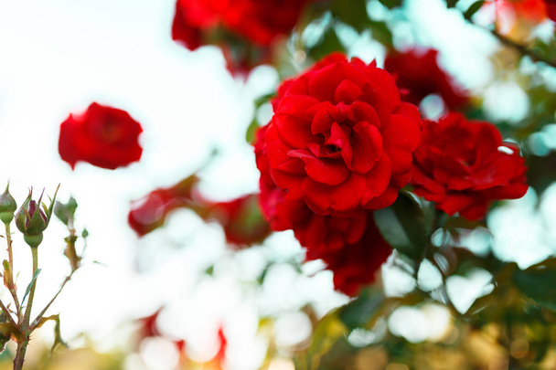 Bushes of red or scarlet rose flowers lit by bright sun, fence. Flowering time, natural floral fence. Gardening, plants for landscape design - Photo, Image