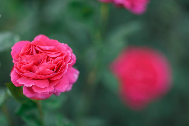 Pink pale roses bush over summer garden or park nature background. Roses garden, outdoor with sunshine and bokeh - Fotó, kép