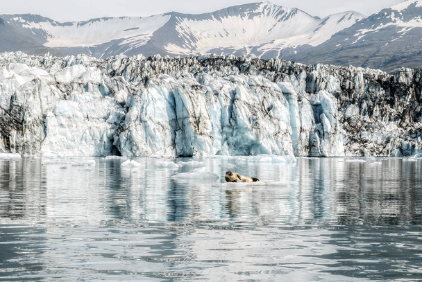 schöne Gletscherlagune Hintergrund und niedliche Robbe bei jokusarlon, Island  - Foto, Bild
